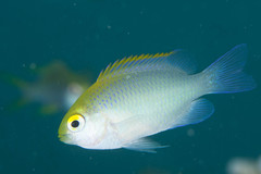 Pomacentrus aurifrons