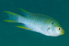 Neopomacentrus nemurus