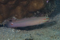 Amblygobius decussatus