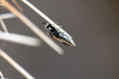 Acmaeodera latiflava
