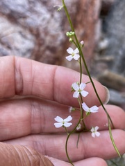 Sibara