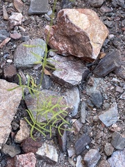 Sibara