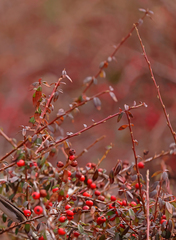 Vaccinium crassifolium