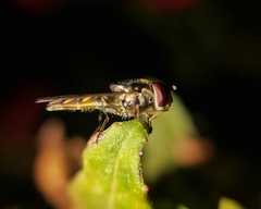 Allograpta hortensis