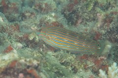 Halichoeres richmondi