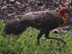 Alectura lathami lathami