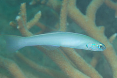 Ptereleotris microlepis