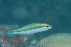 Stethojulis notialis