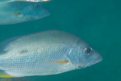 Lutjanus russellii