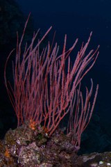 Ellisella ceratophyta