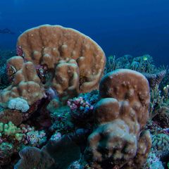 Goniastrea stelligera