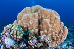 Goniastrea stelligera