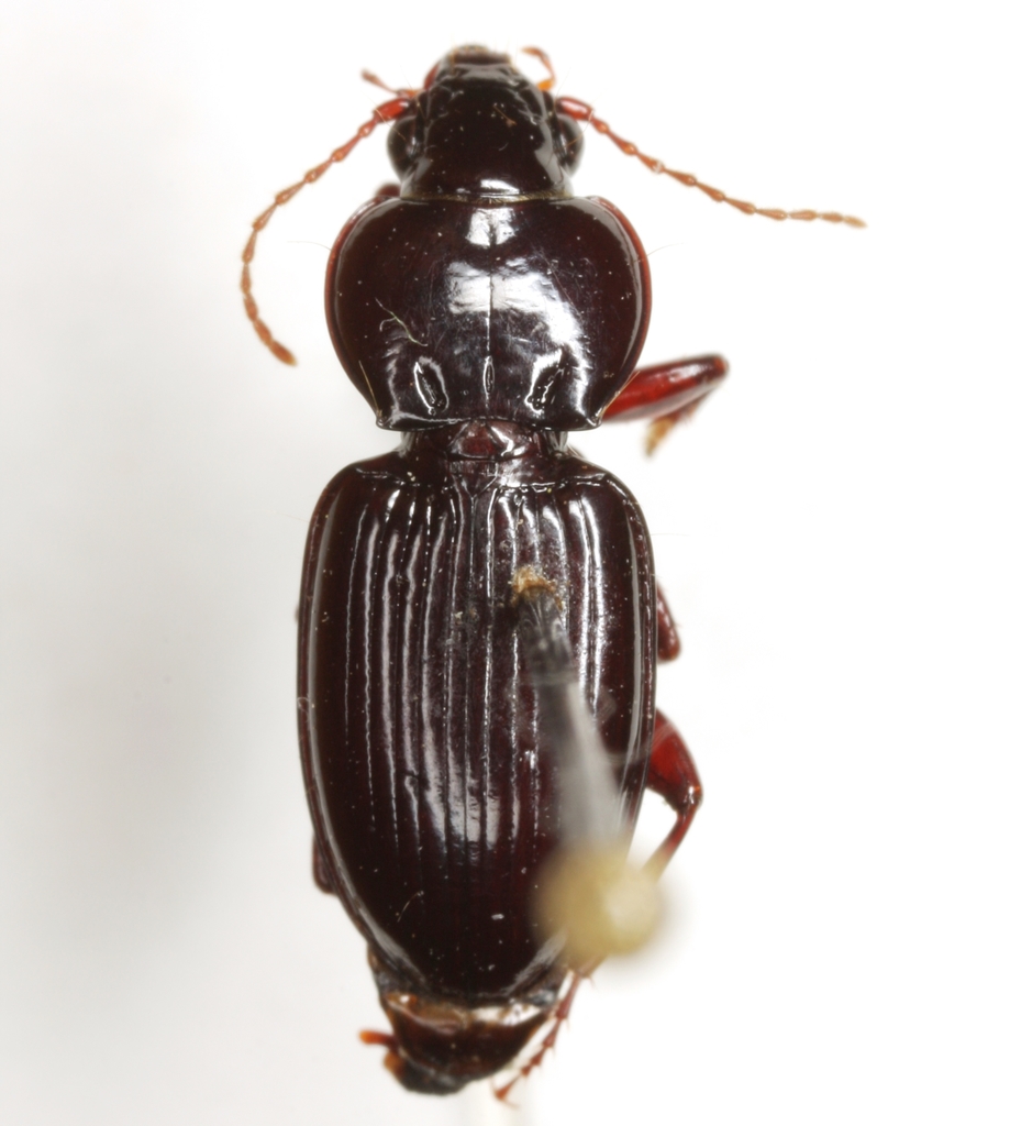 Gastrosticta