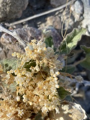 Cuscuta tuberculata