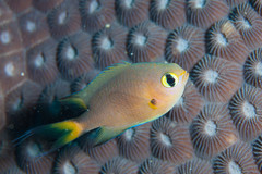 Pycnochromis atripes