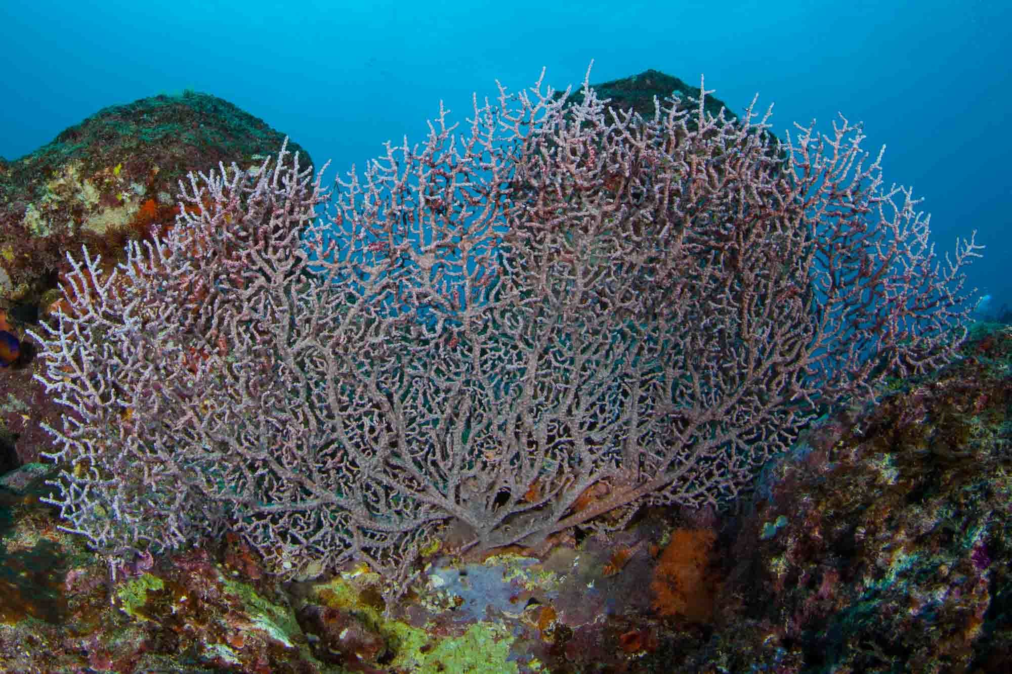 Muricella plectana Grasshoff, 1999