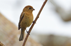 Cyanocompsa parellina