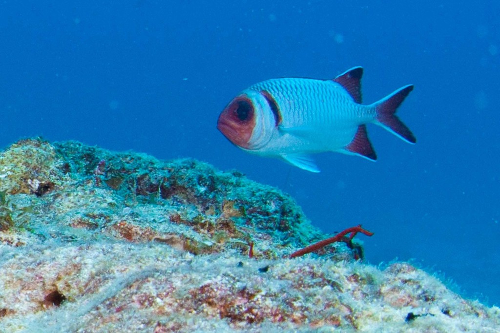 Blacktip soldierfish (Myripristis botche) — Holocentridae