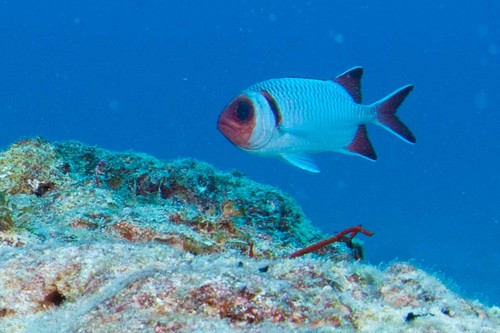 Blacktip soldierfish (Myripristis botche) — Holocentridae