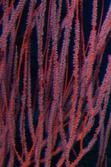 Ellisella ceratophyta