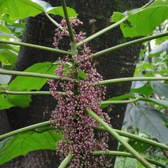 Urera baccifera