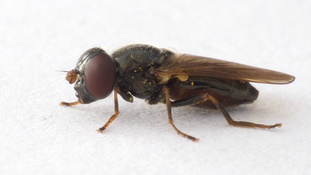 Jack pine Blacklet