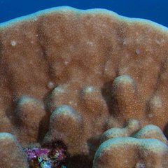 Goniastrea stelligera