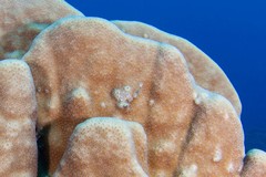 Goniastrea stelligera