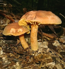Phylloporus pelletieri