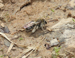Andrena erigeniae