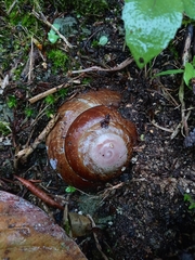 Caracolus