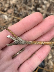 Neolasioptera cornicola