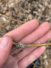 Neolasioptera cornicola