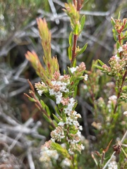 Leucopogon collinus