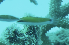 Thalassoma lunare