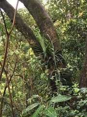 Freycinetia formosana