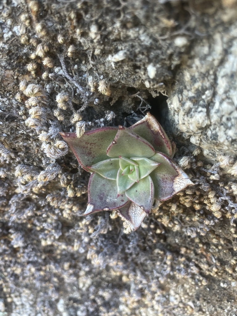 Dudleya gatesii, Ensenada, MX-BN, MX
