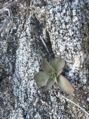 Dudleya gatesii
