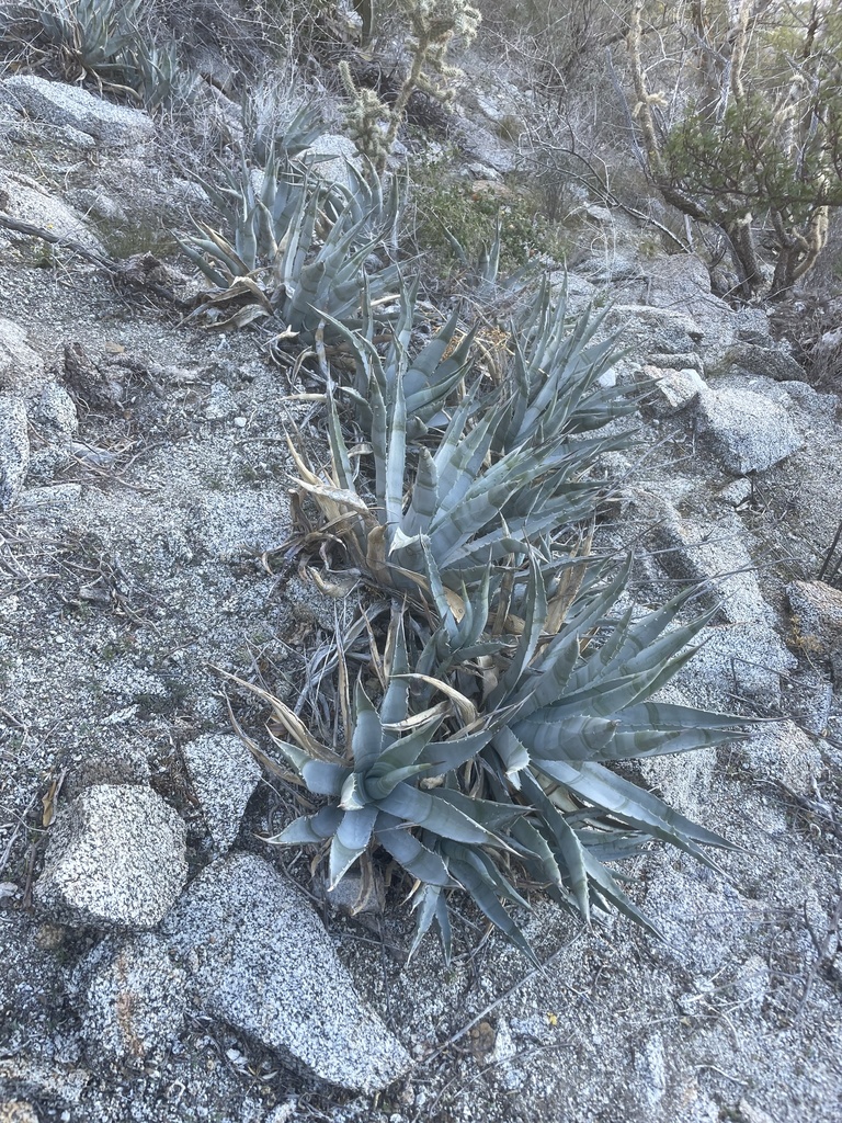 Agave cerulata, Ensenada, MX-BN, MX