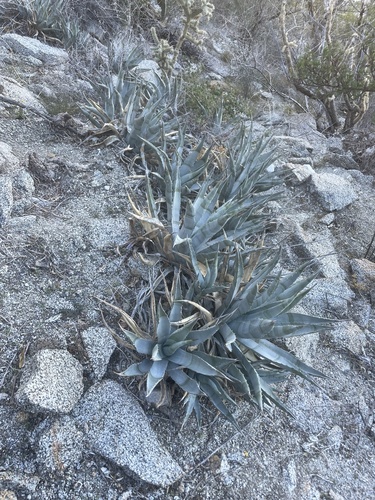 Agave cerulata