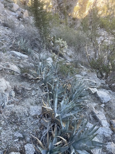 Agave cerulata
