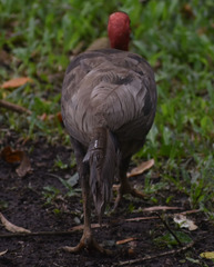 Alectura lathami lathami