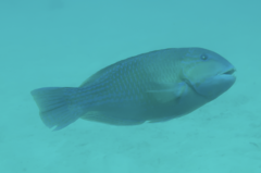 Choerodon schoenleinii