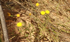 Rutidosis murchisonii