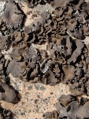 Umbilicaria muhlenbergii