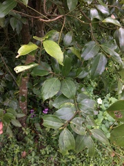 Cinnamomum osmophloeum