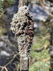 Imshaugia placorodia