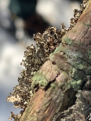 Imshaugia placorodia
