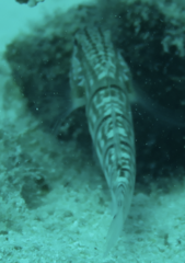 Amblygobius phalaena