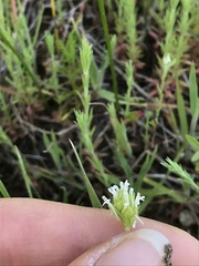 Plectritis ciliosa